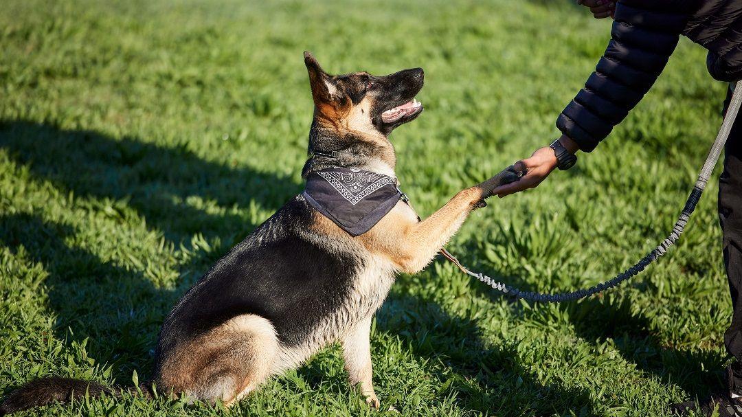 Woofluxols Private Sessions: Tailored Training for Your Dog's Unique Needs