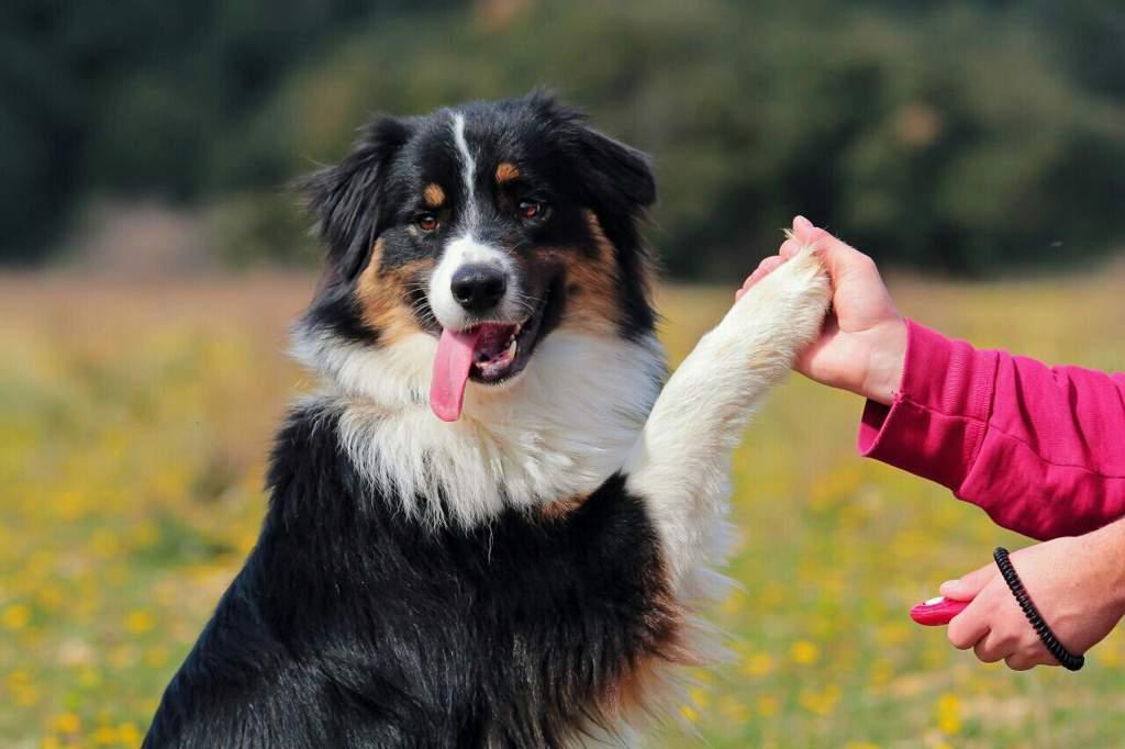Decoding Your Dog's Whines and Wags: Understanding Canine Communication