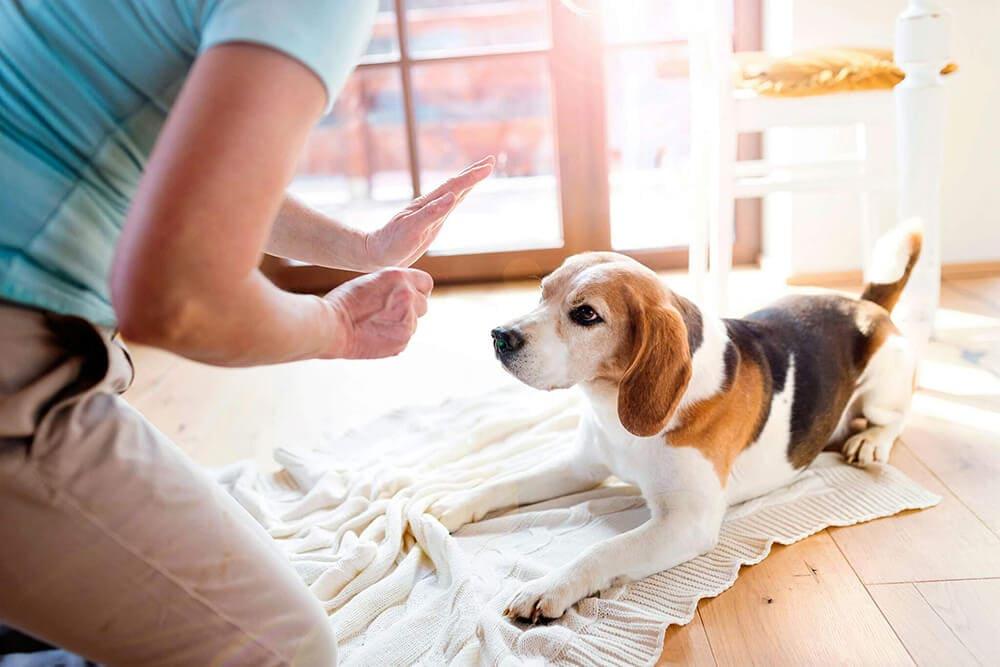 The Science of Happy Pups: Positive Reinforcement Explained