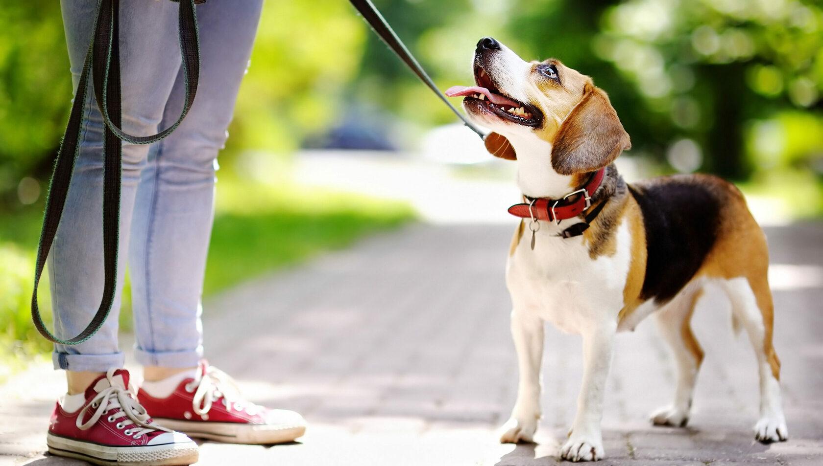 Woofluxols: Mastering Leash Manners for Enjoyable Walks