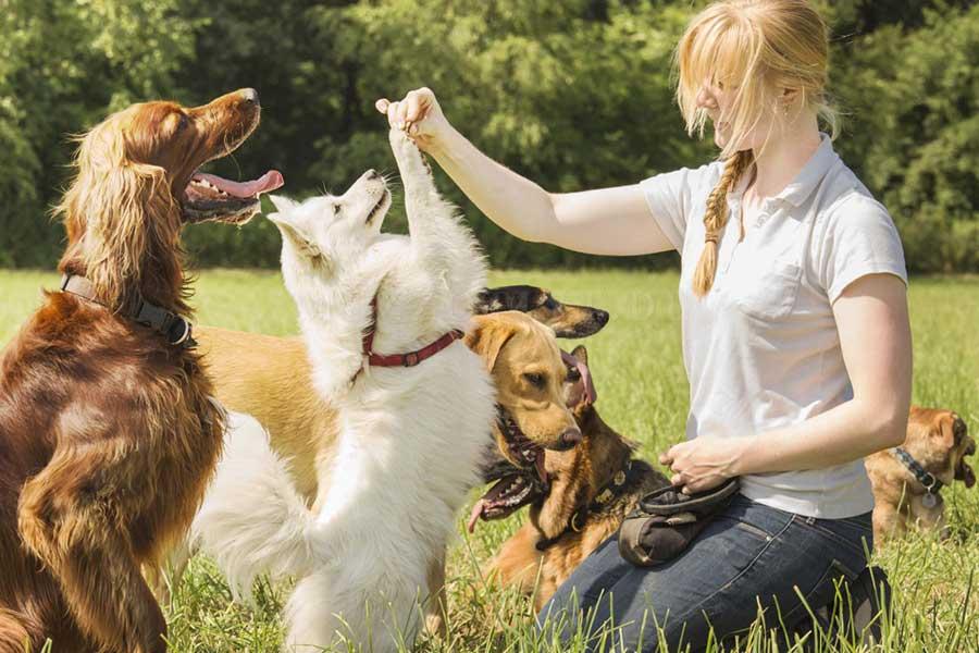 Woofluxols Canine Manners: Essential Skills for a Well-Behaved Companion